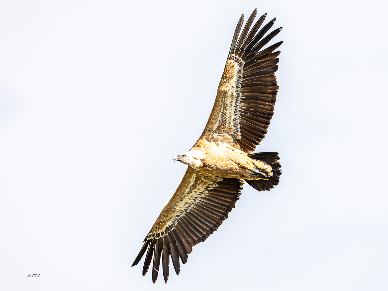 Poils et Plumes -37