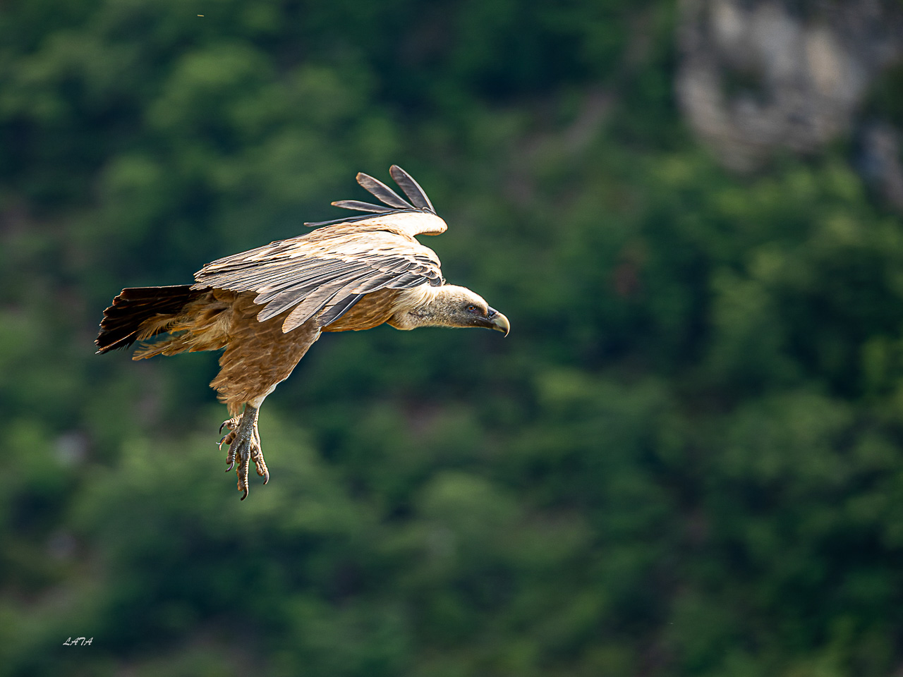 Poils et Plumes -36