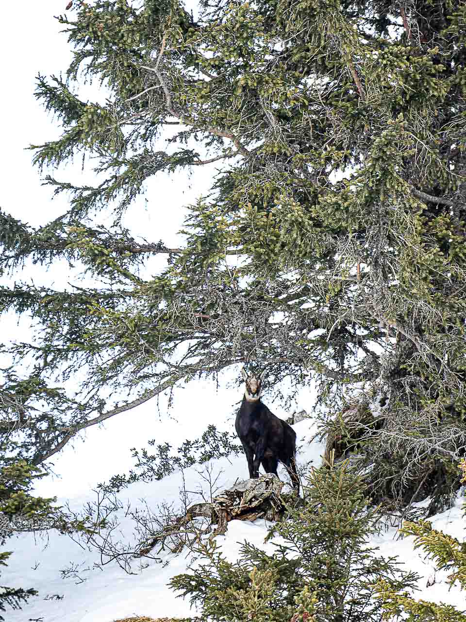 Poils et Plumes -19