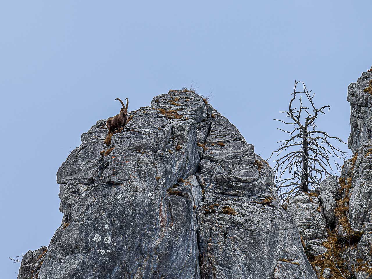 Poils et Plumes -17