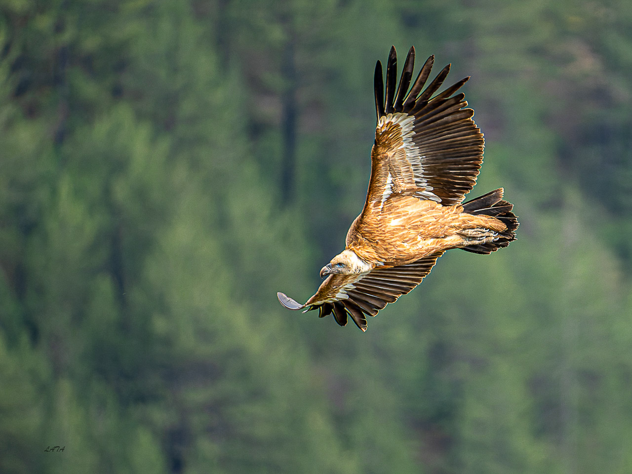 Poils et Plumes -38
