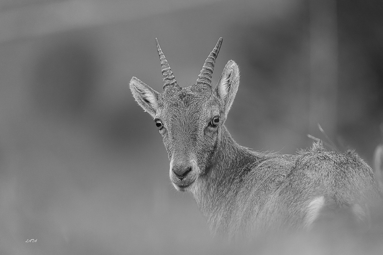 Poils et Plumes -60