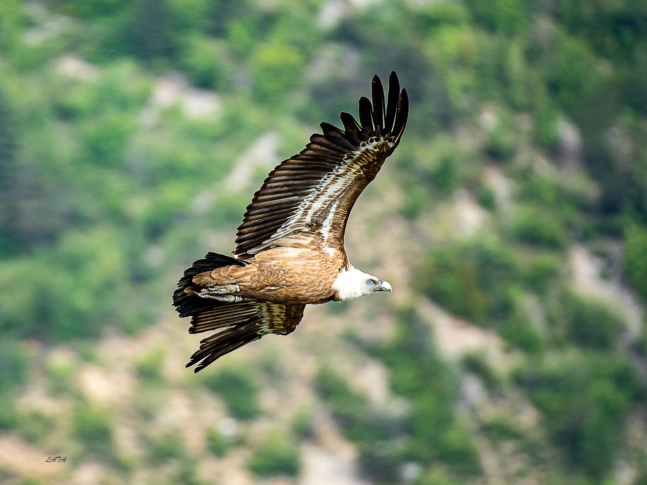 Poils et Plumes -41