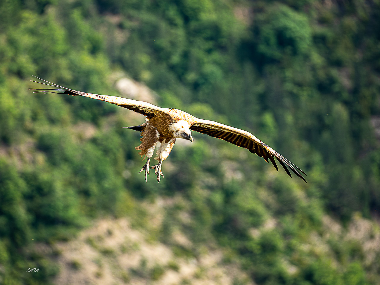Poils et Plumes -35