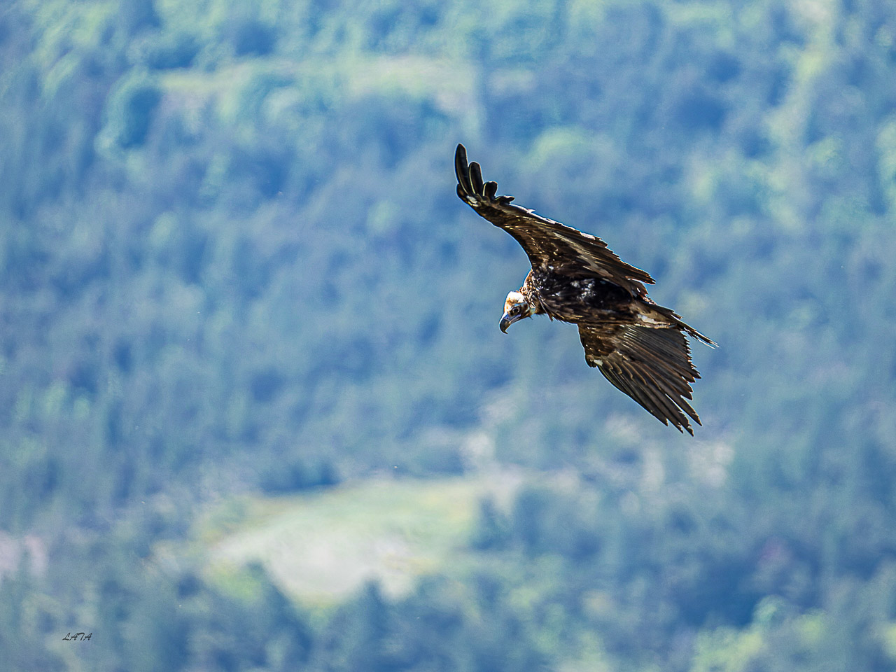 Poils et Plumes -44