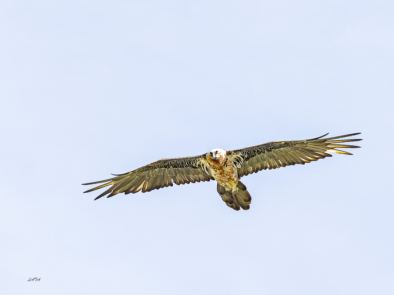Poils et Plumes -10