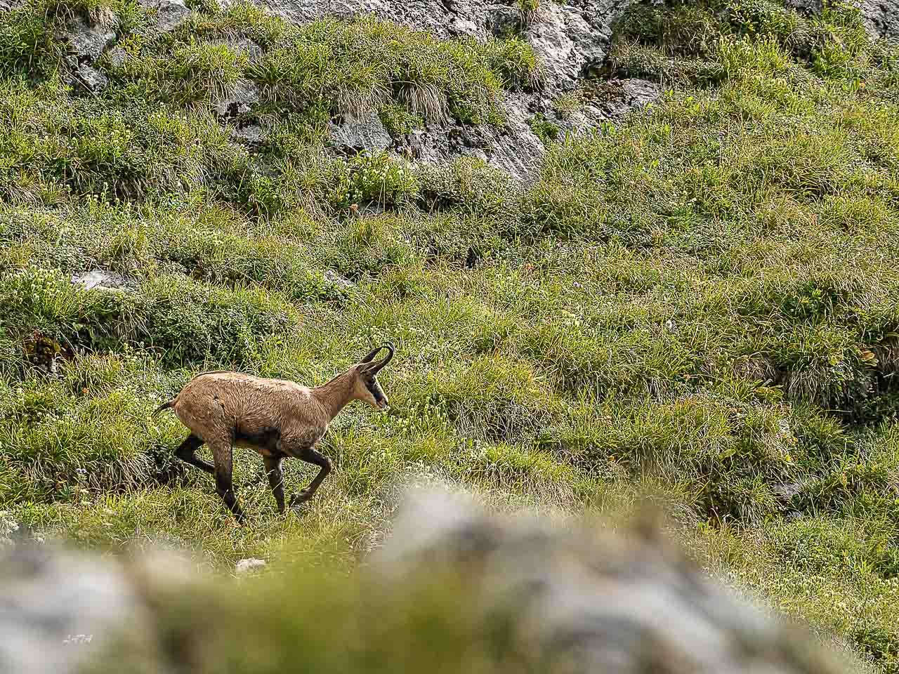 Poils et Plumes -53
