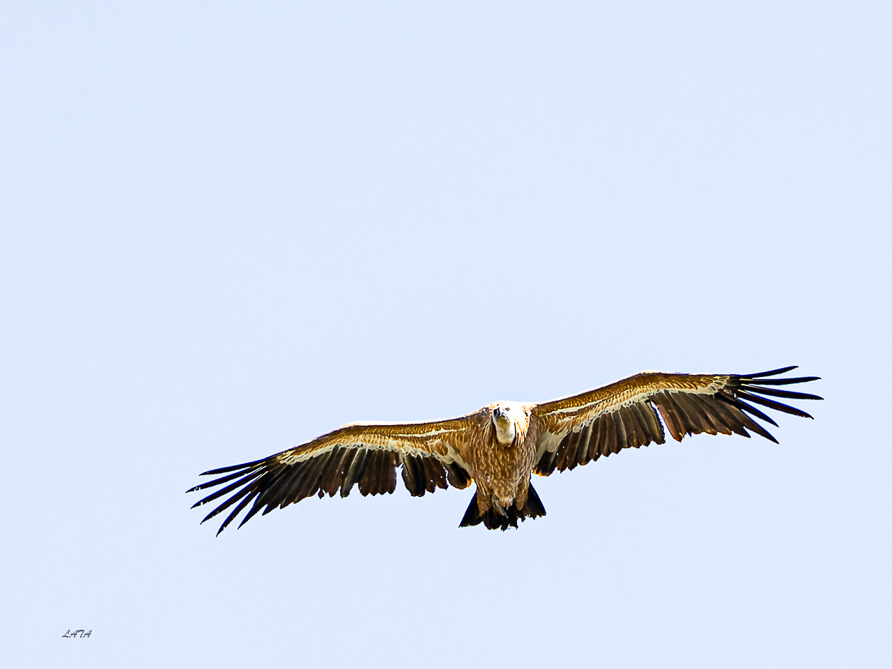 Poils et Plumes -29