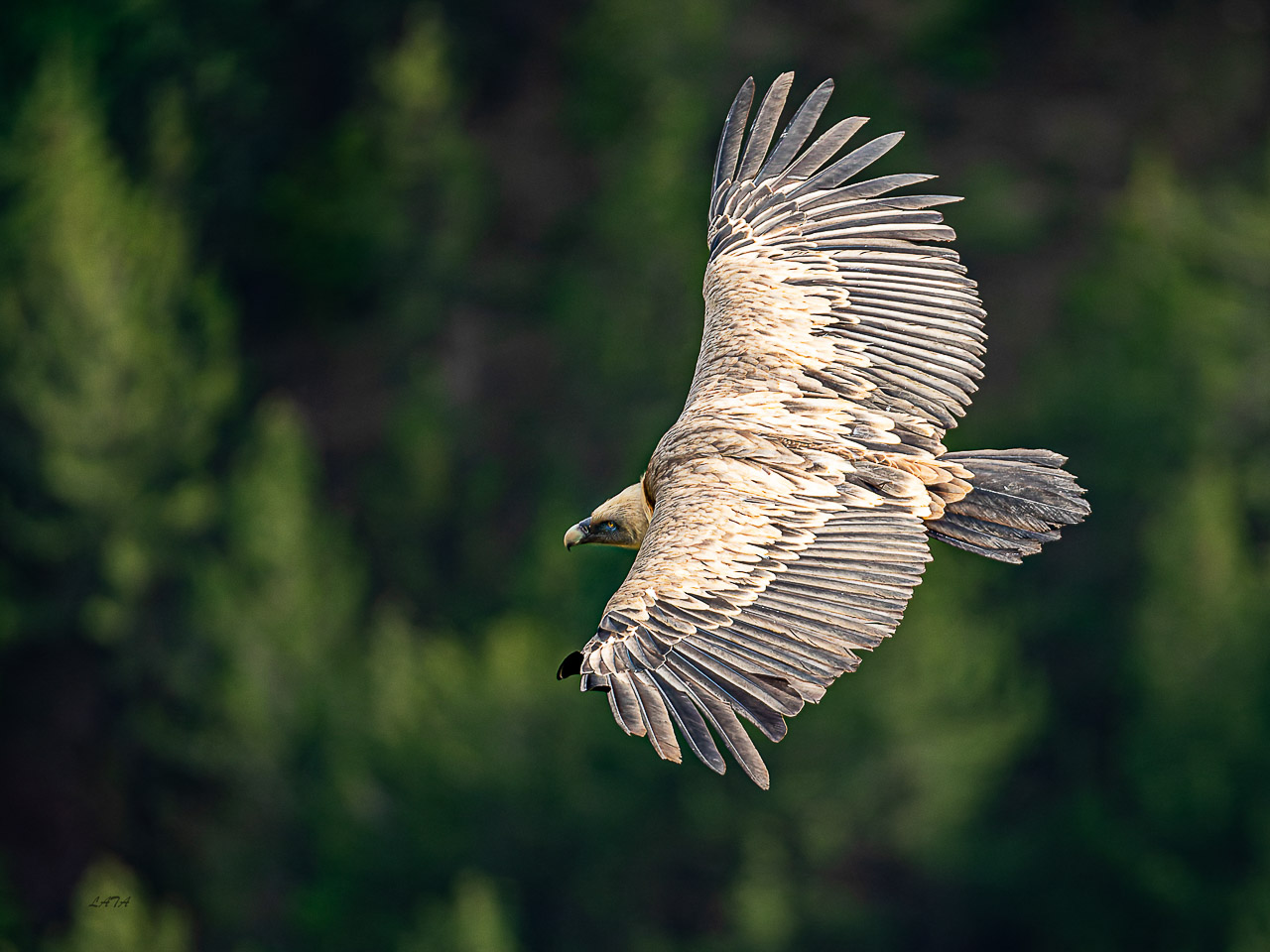 Poils et Plumes -42