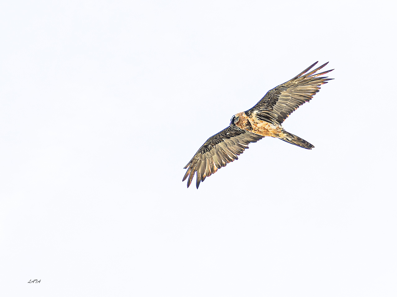 Poils et Plumes -12