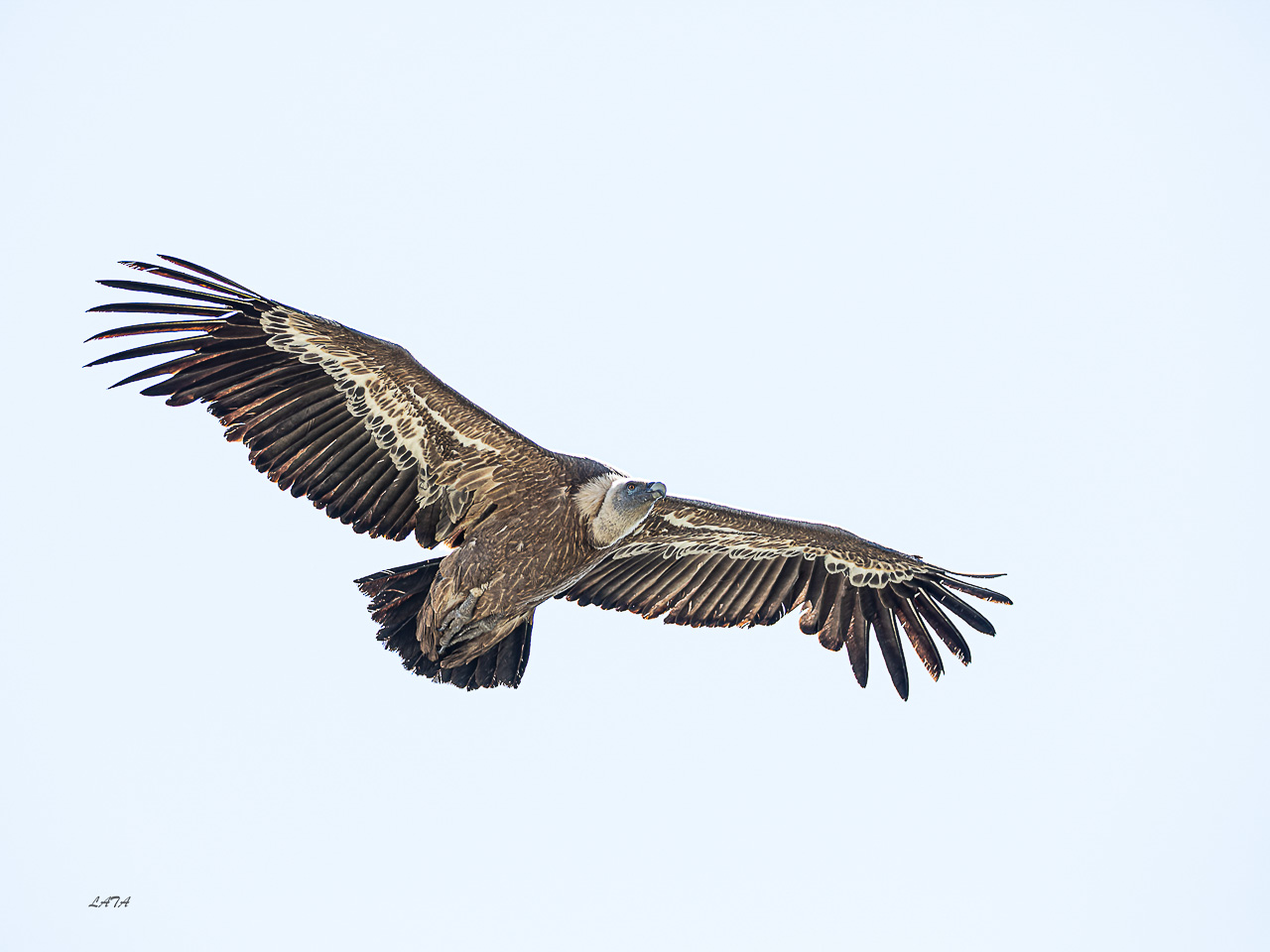 Poils et Plumes -31