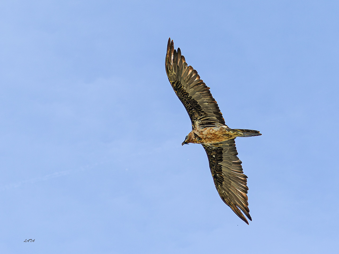 Poils et Plumes -13